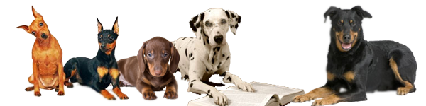 Общество ответственных собаководов - выбор породы, выбор собаки, воспитание и уход за щенком